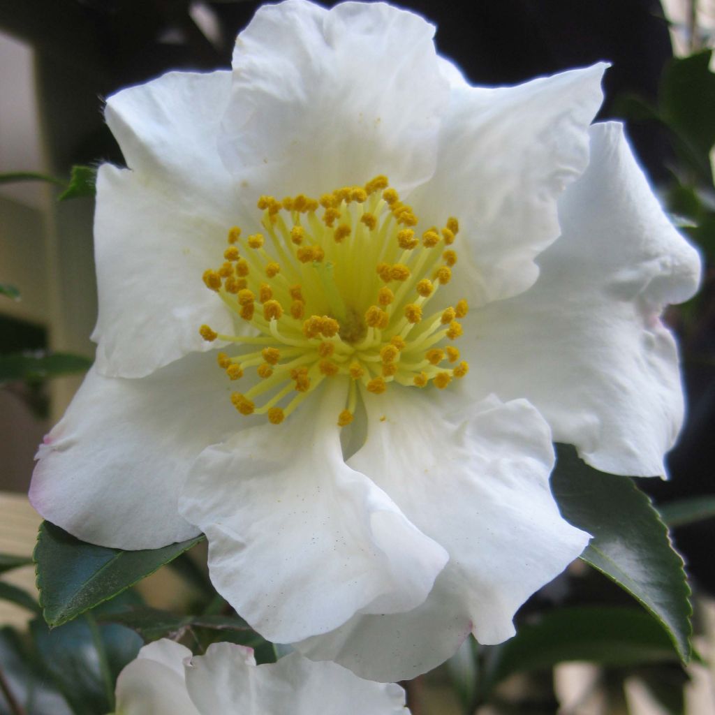 Camellia sasanqua Setsugekka