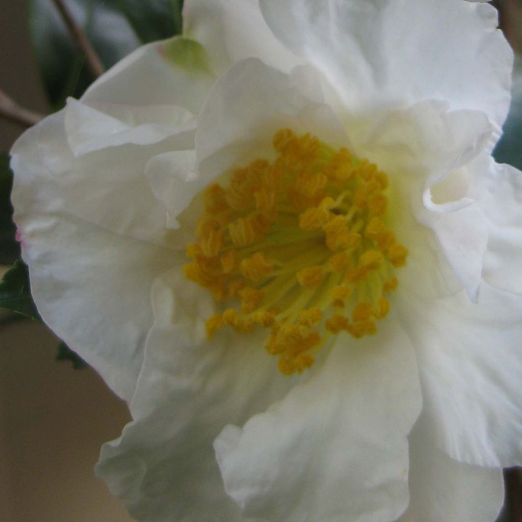 Camellia sasanqua Setsugekka