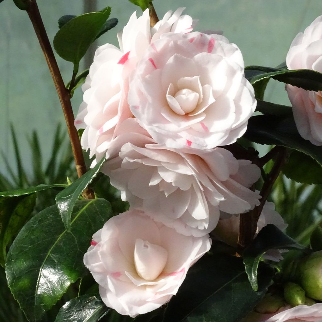 Camellia japonica Stacy Susan