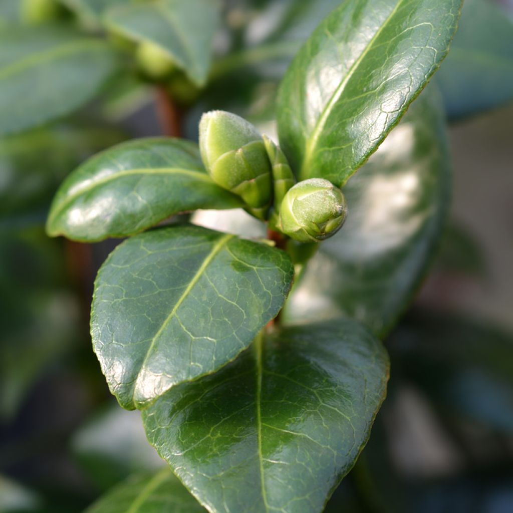 Camellia Dahlonega