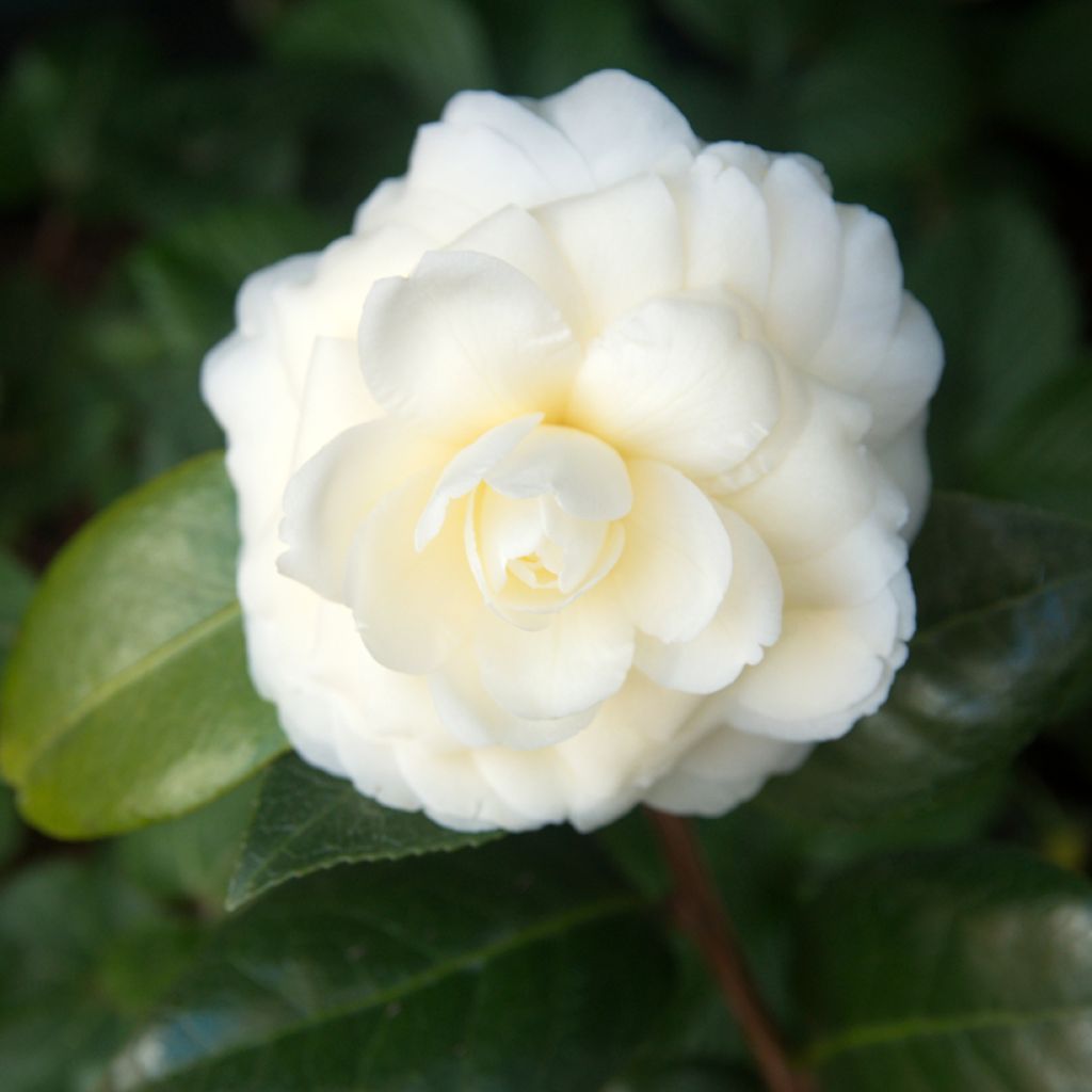 Camellia Dahlonega