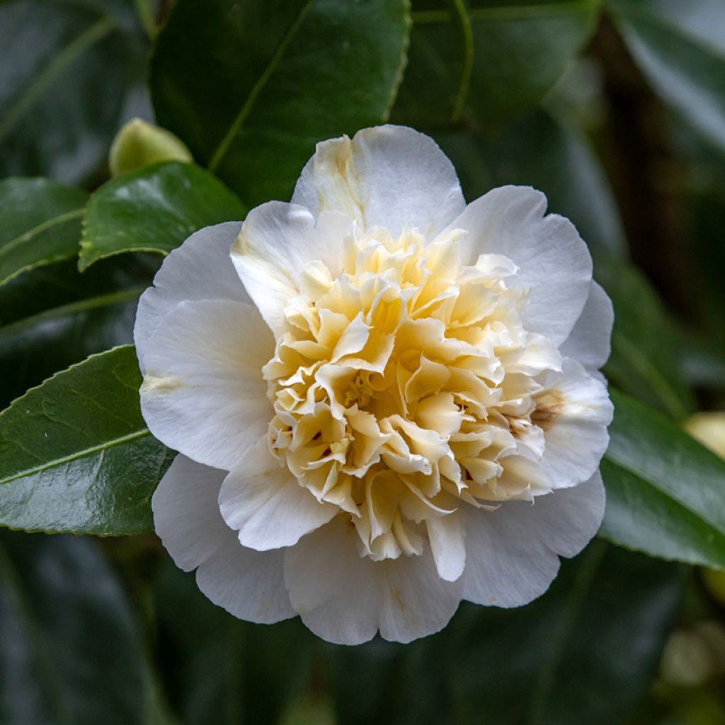 Camellia japonica Jury's Yellow