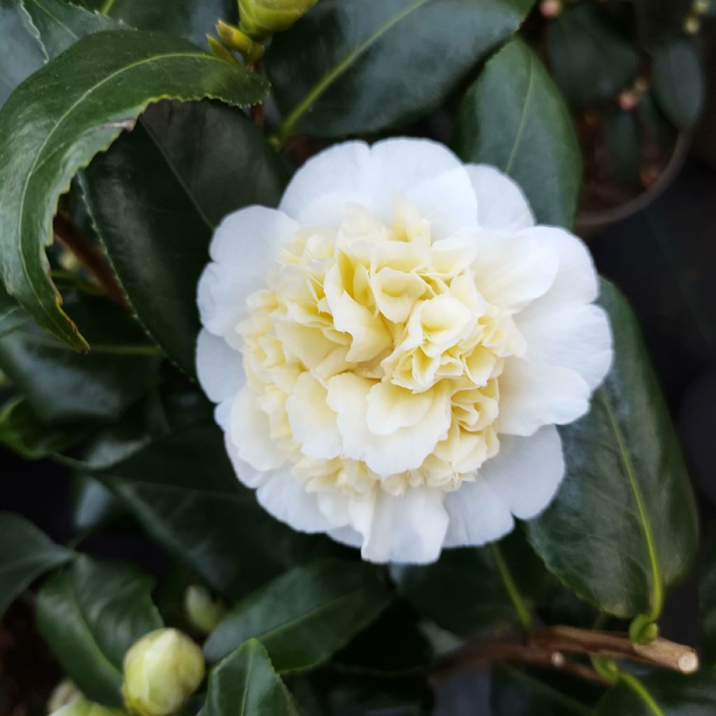 Camellia japonica Jury's Yellow