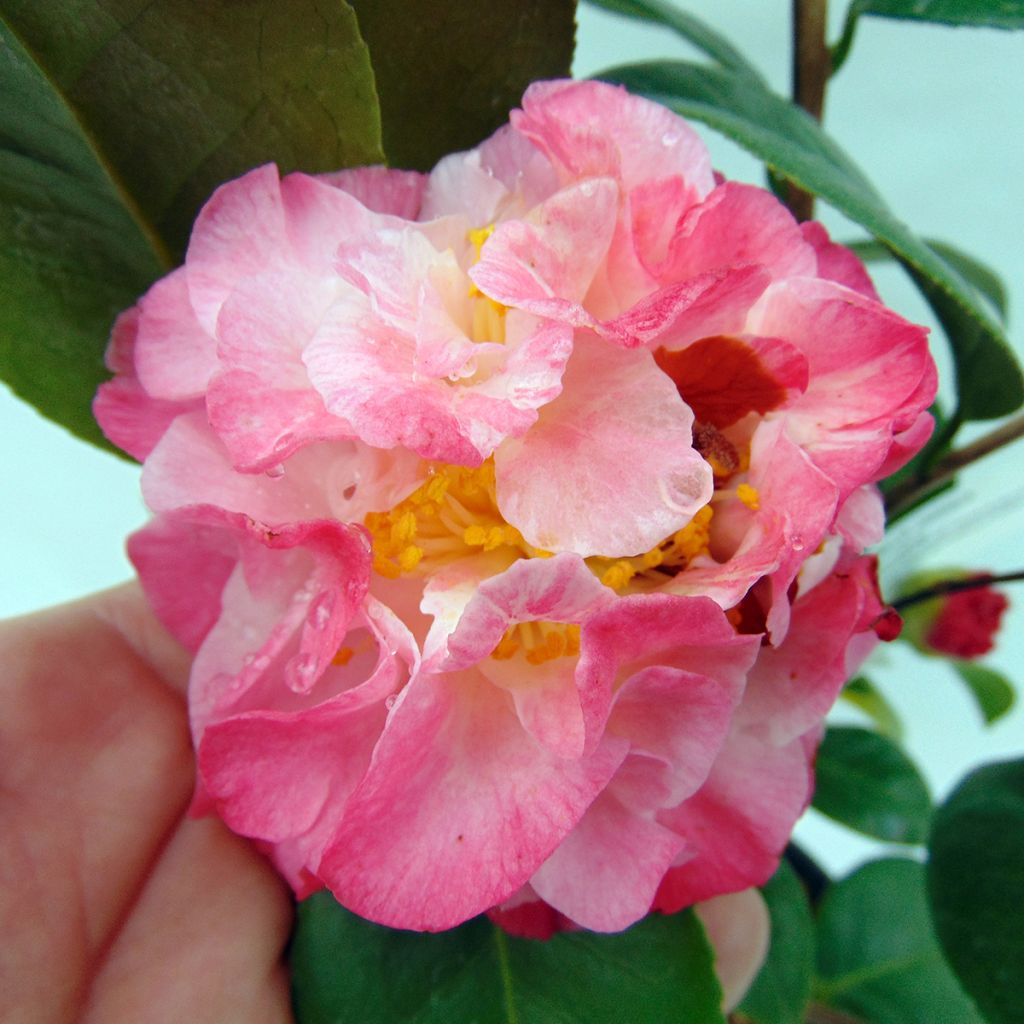 Camellia japonica Nuccio's Jewel