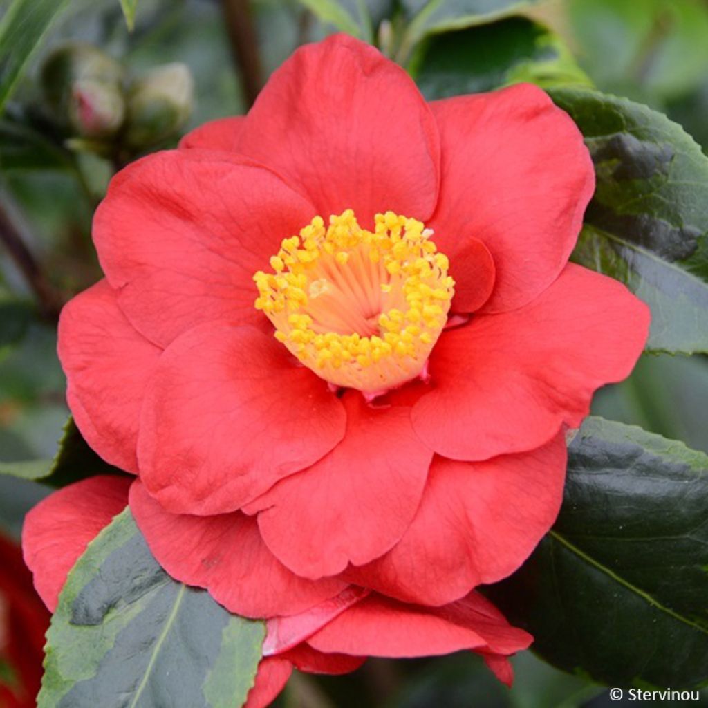 Camellia japonica  Painter's Palette