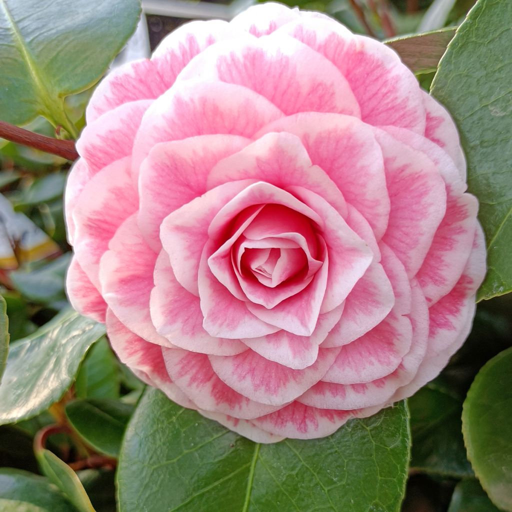 Camélia classique - Camellia Tom Pouce