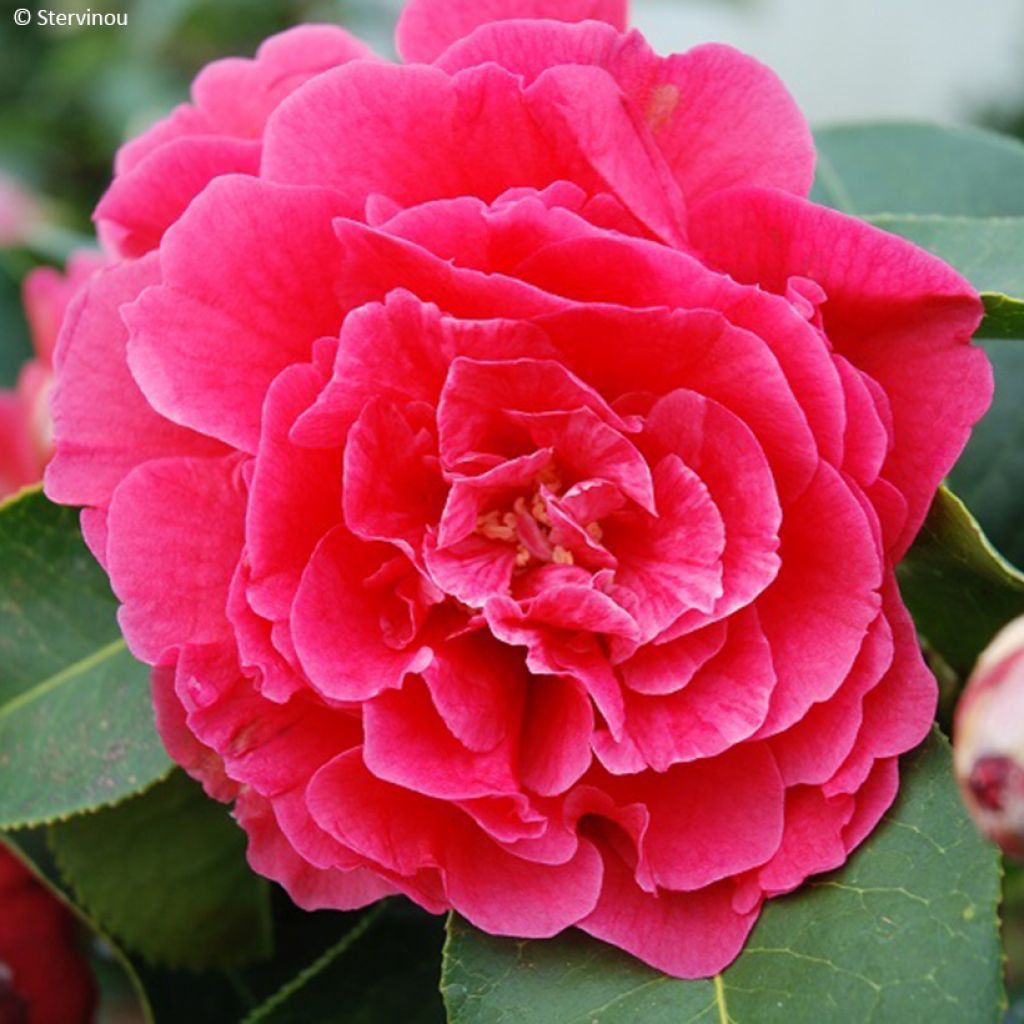 Camellia reticulata Larry Piet