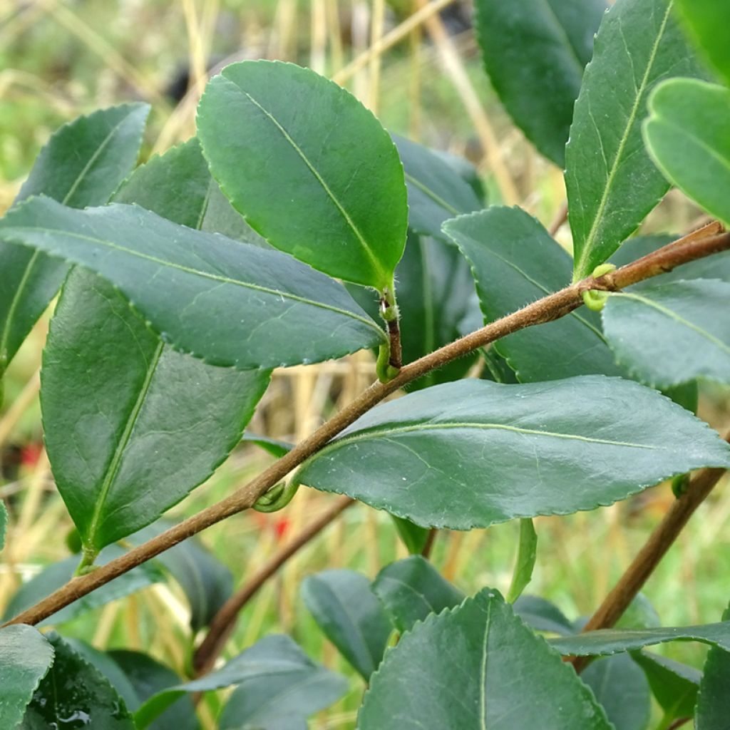 Camellia sasanqua Cleopatra