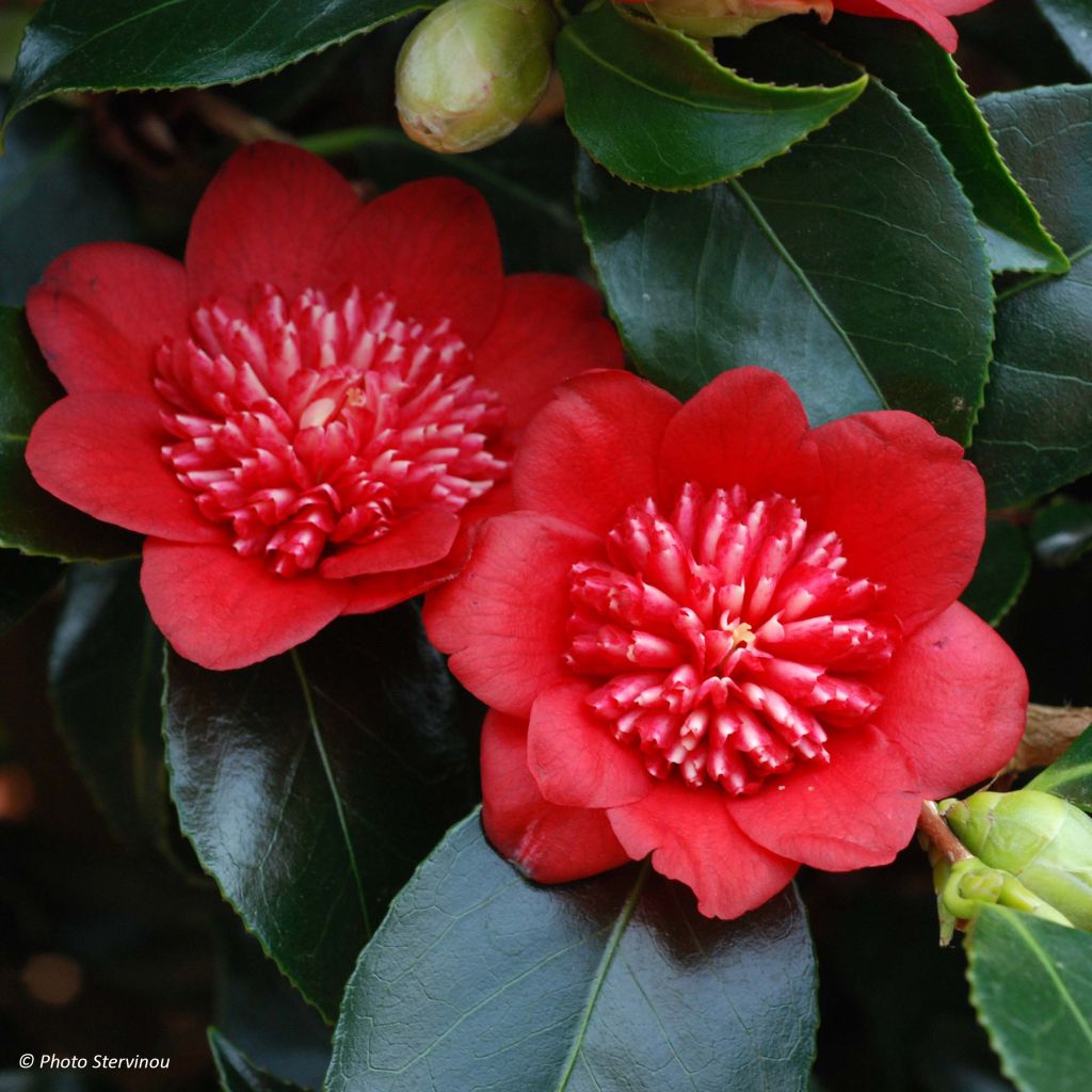 Camellia japonica Bob's Tinsie