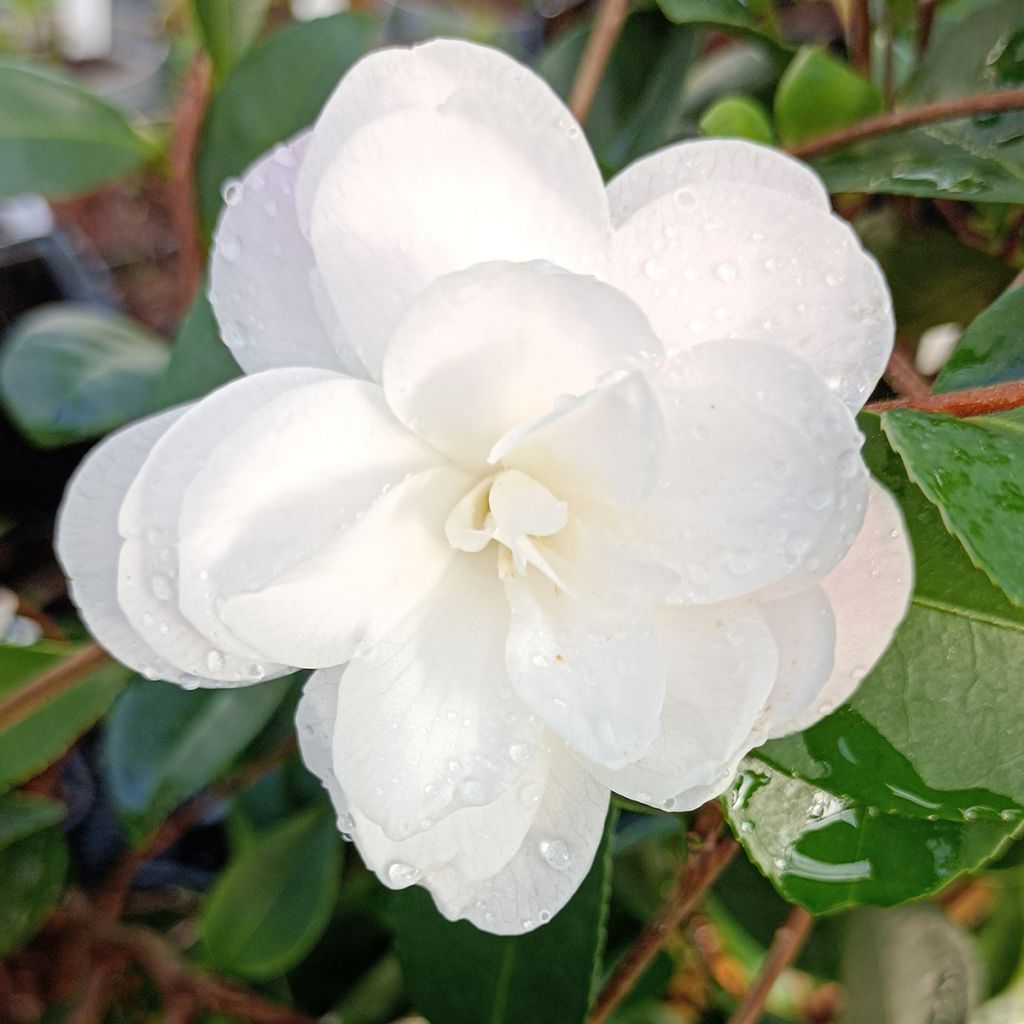 Camellia Cinnamon Cindy