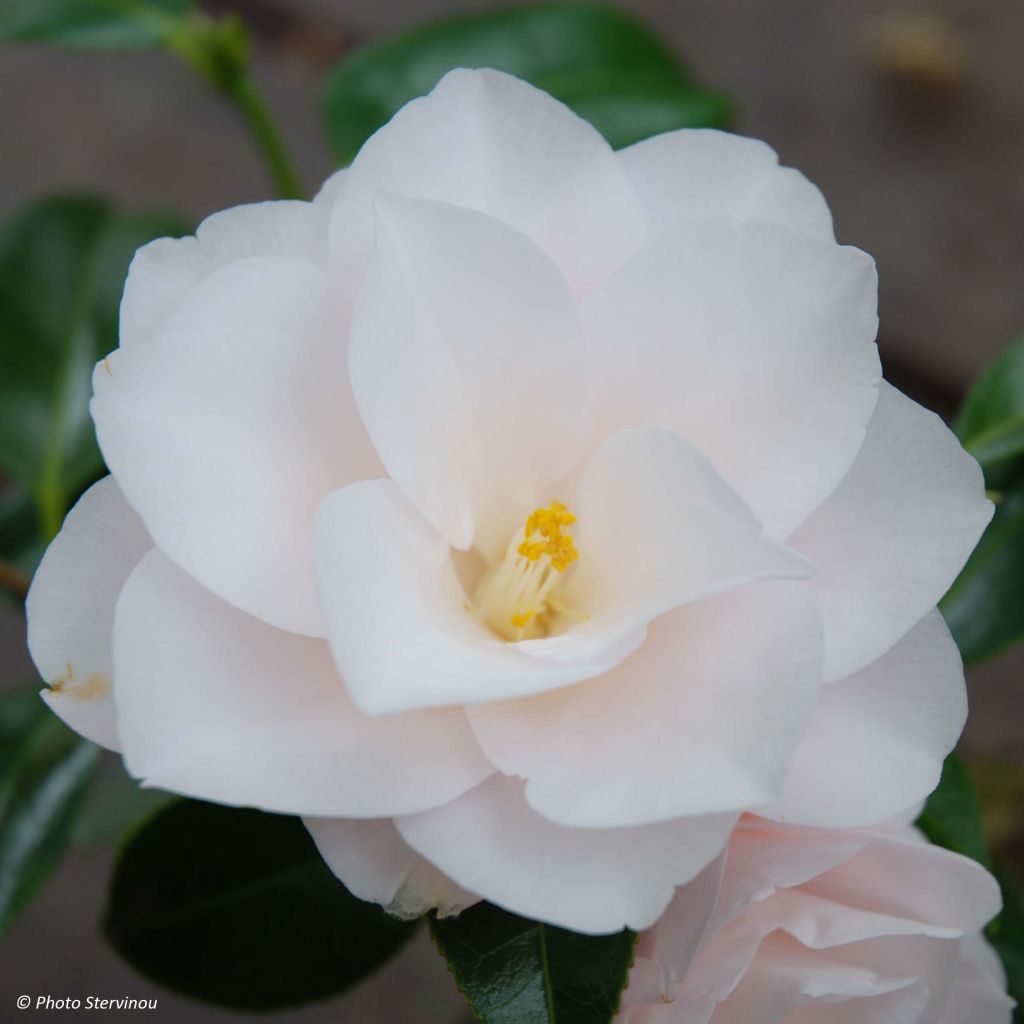 Camellia japonica Hagoromo