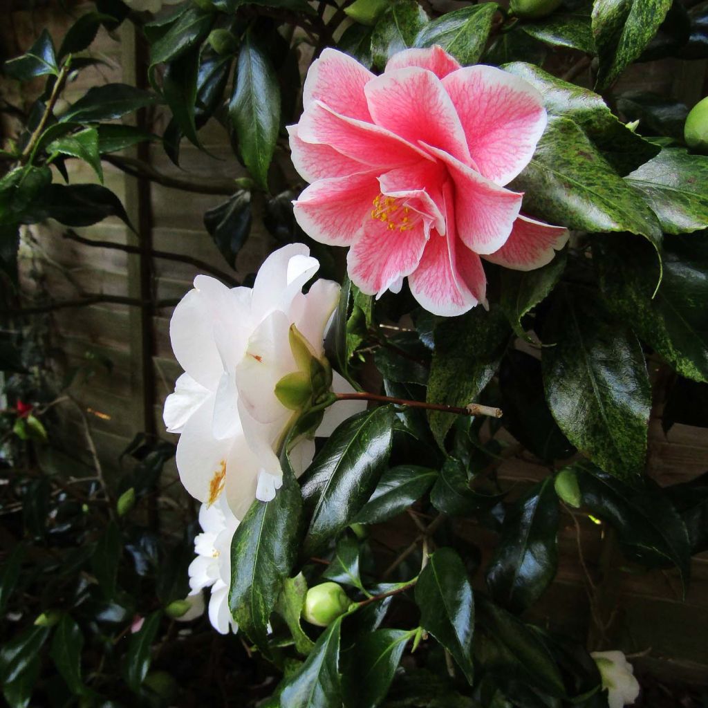 Camellia japonica Lady Vansittart