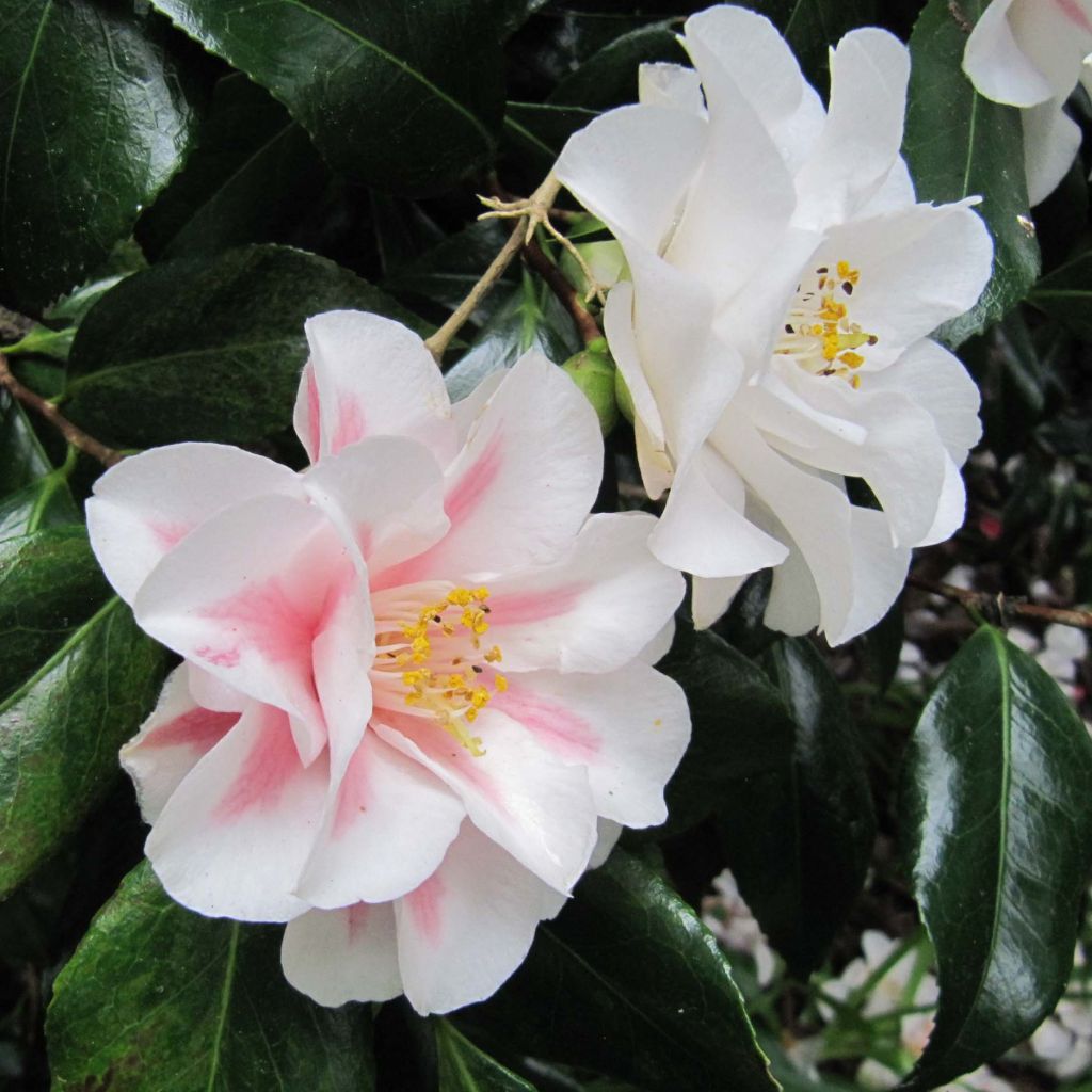 Camellia japonica Lady Vansittart