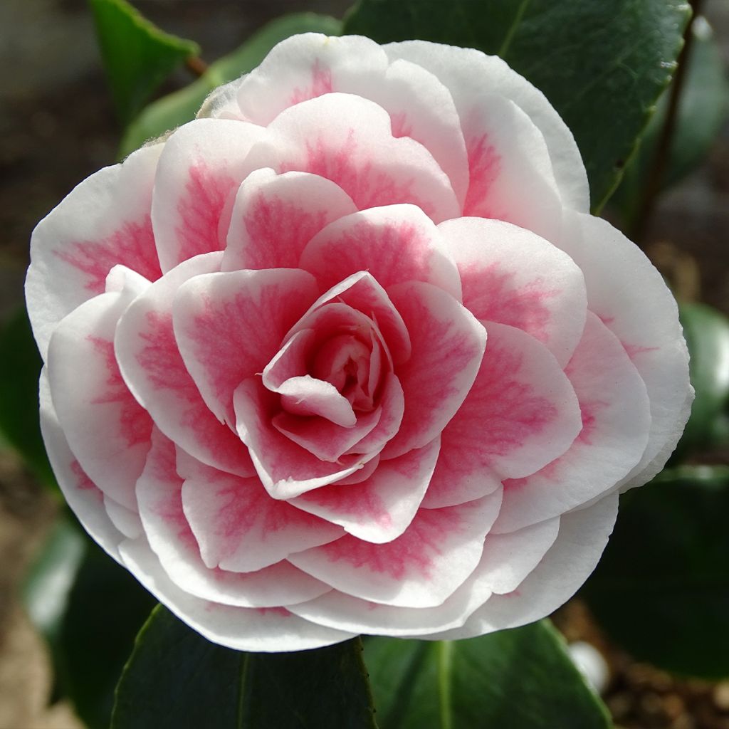 Camellia Look Away