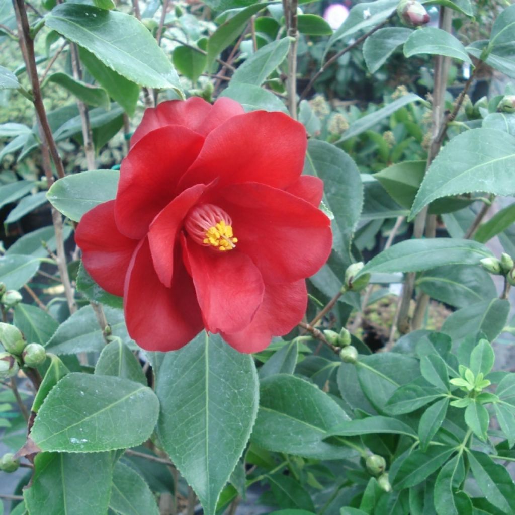 Camellia Royal Velvet