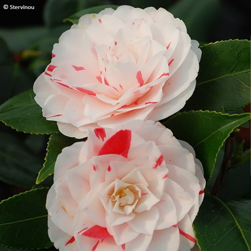 Camellia japonica Stacy Susan