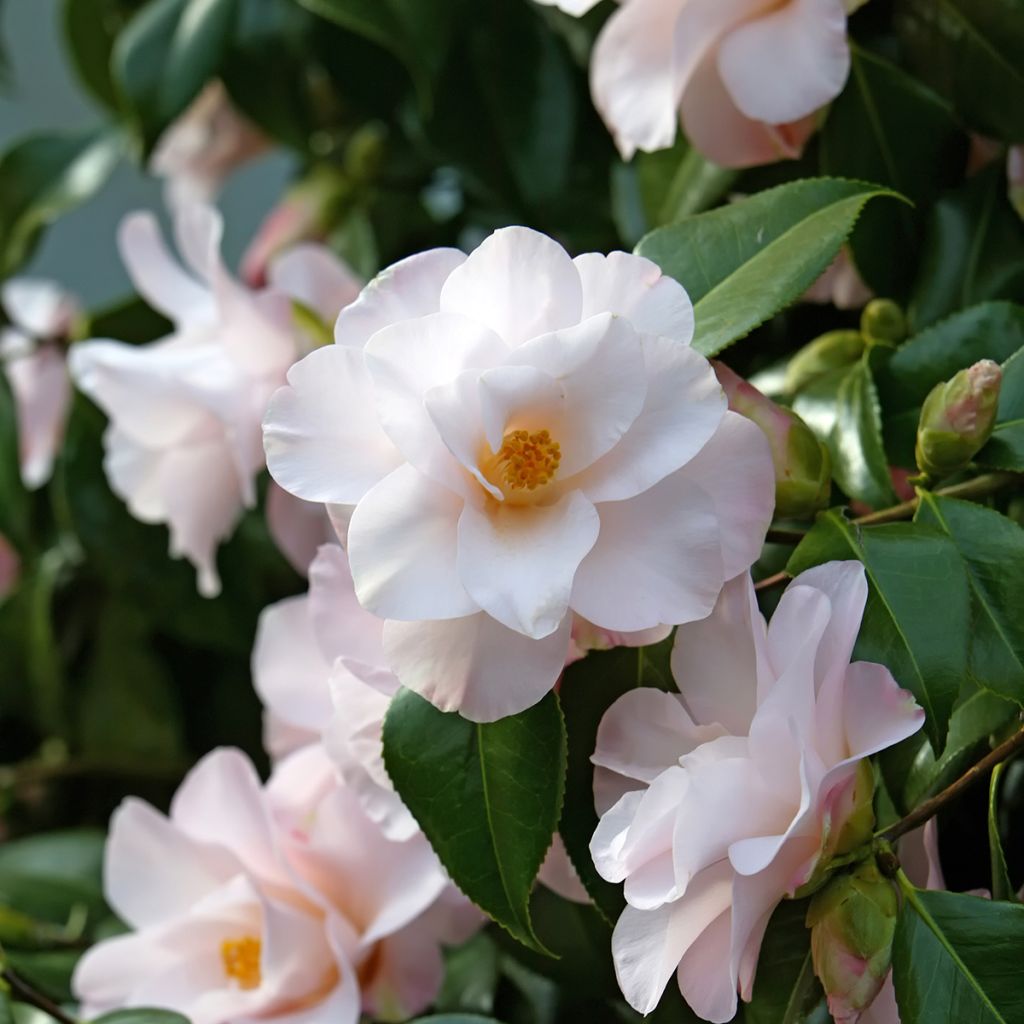 Camellia Transtasman