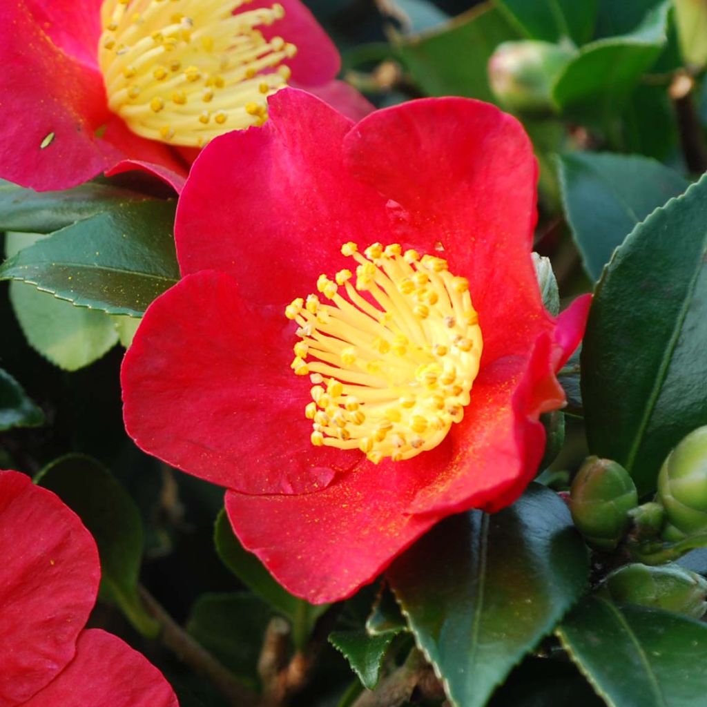 Camellia Yuletide