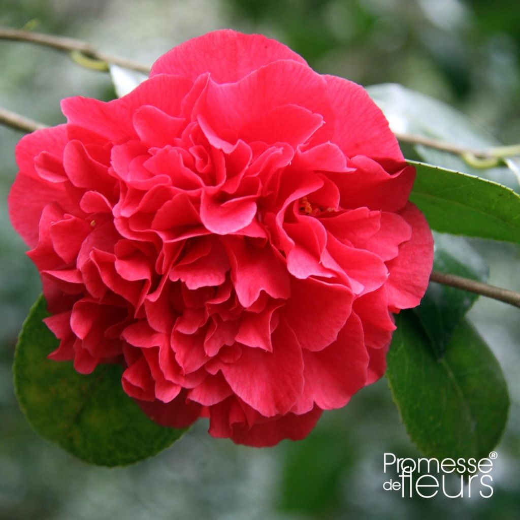 Camellia japonica Kramer's Supreme