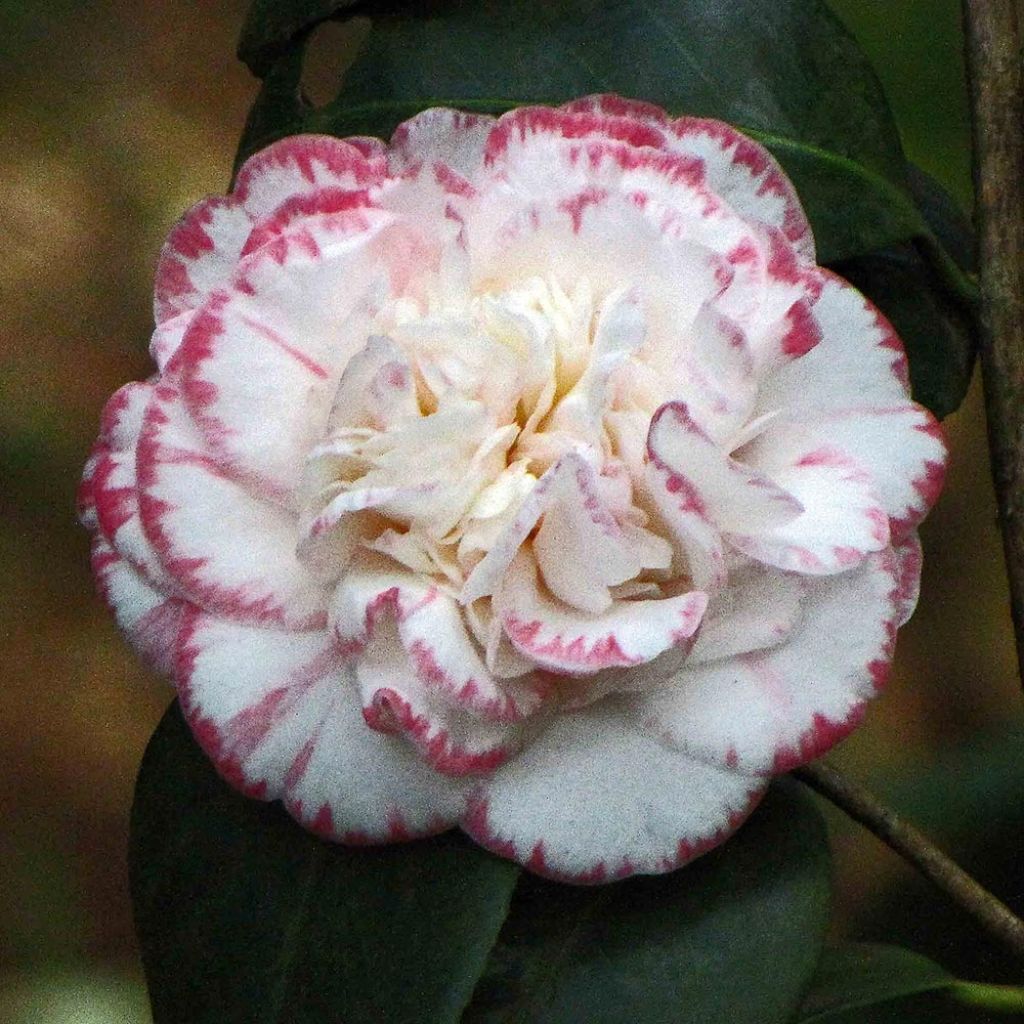 Camellia japonica Margaret Davis