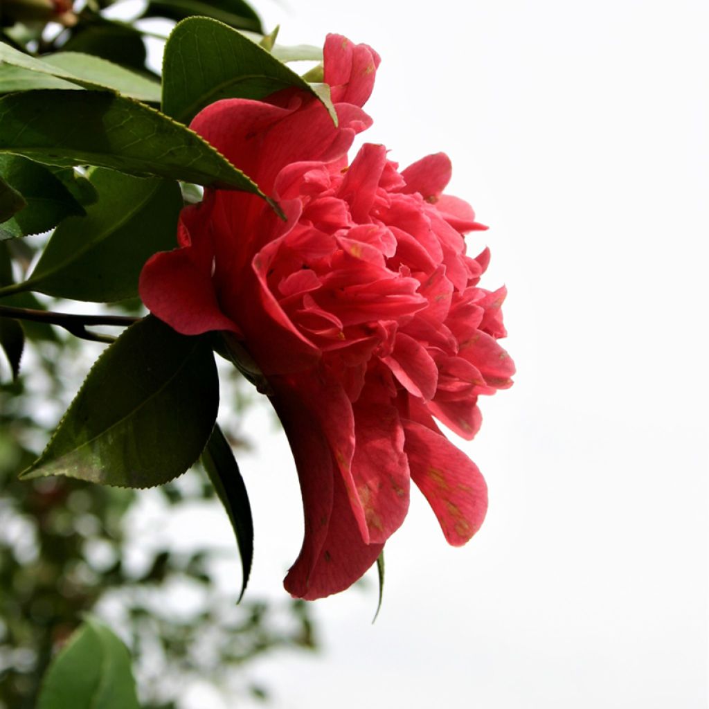 Camellia japonica Mark Alan