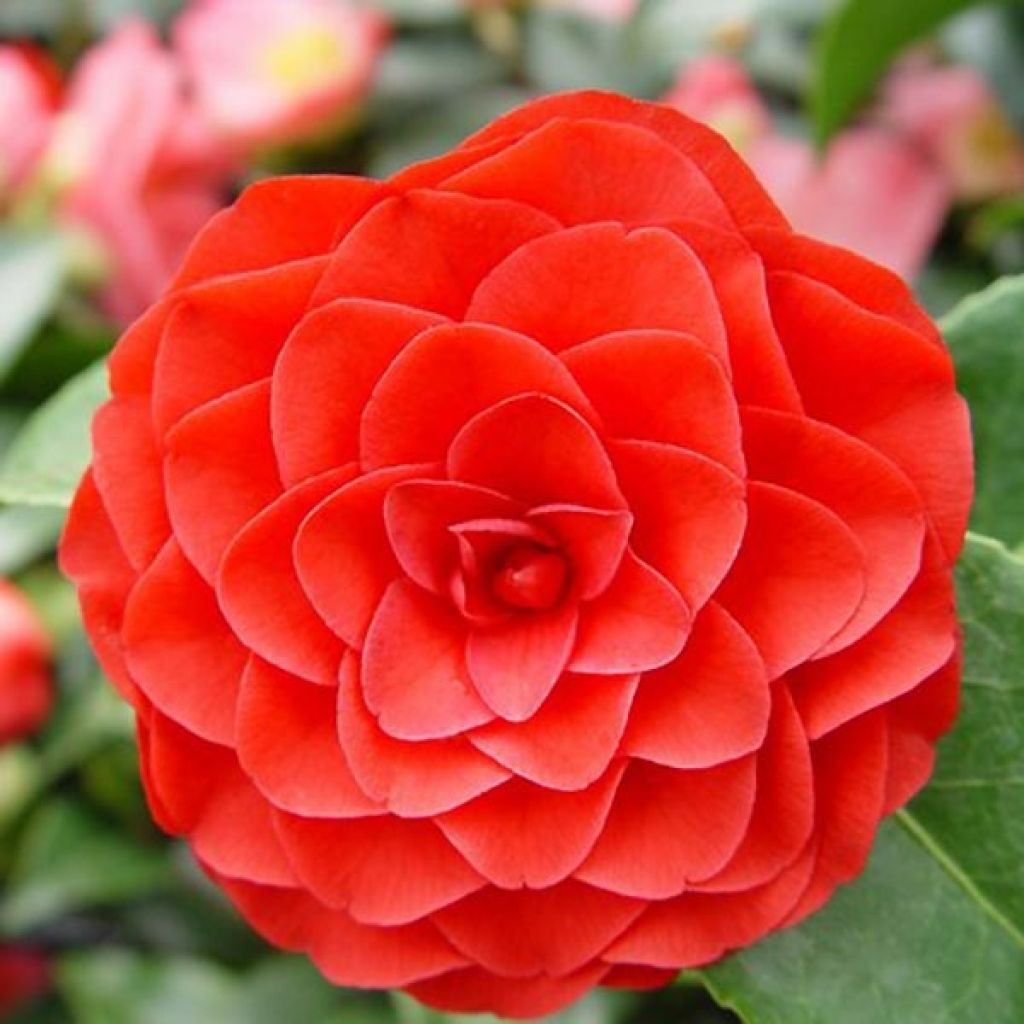 Camellia japonica Roger Hall