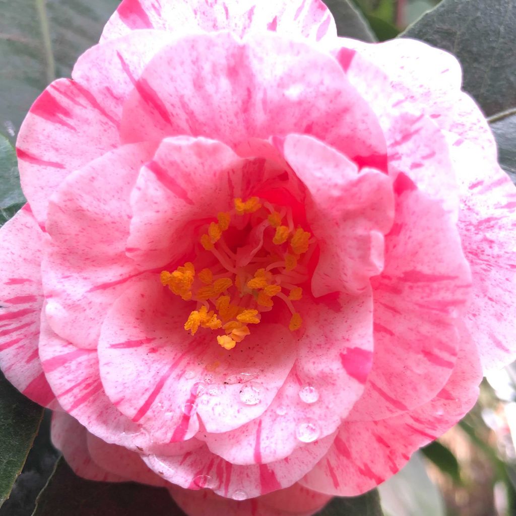 Camellia japonica Traverso