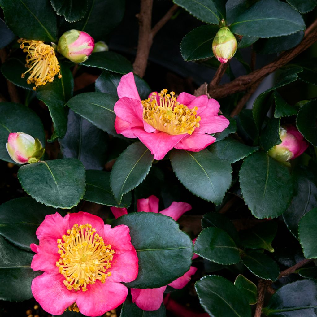 Camellia sasanqua Belinda