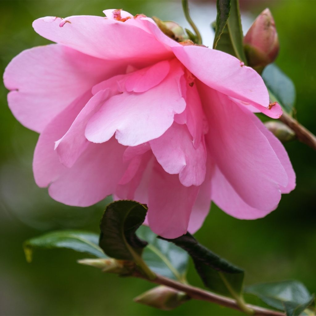 Camellia sasanqua Belinda