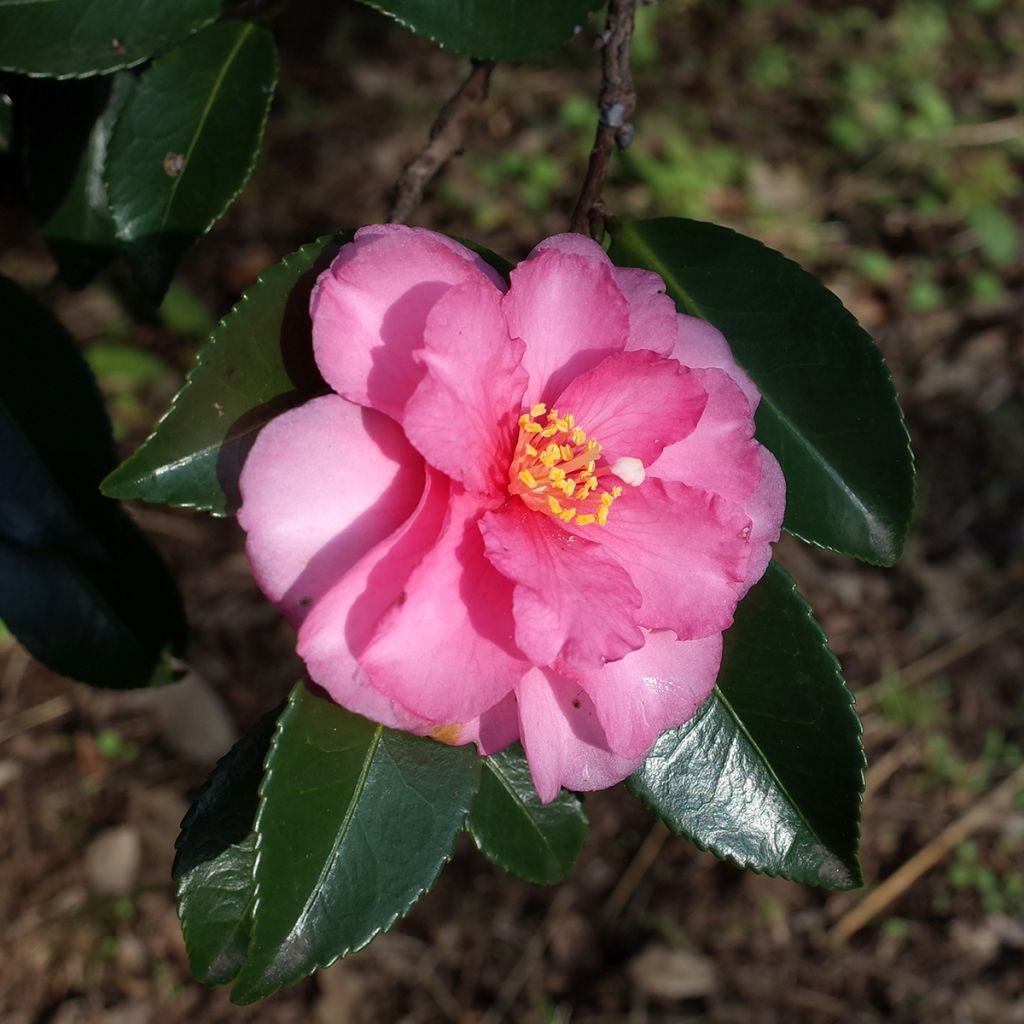 Camellia sasanqua Belinda