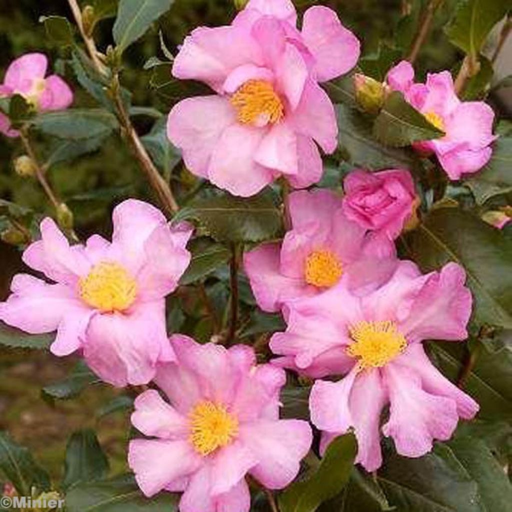 Camellia sasanqua Cleopatra