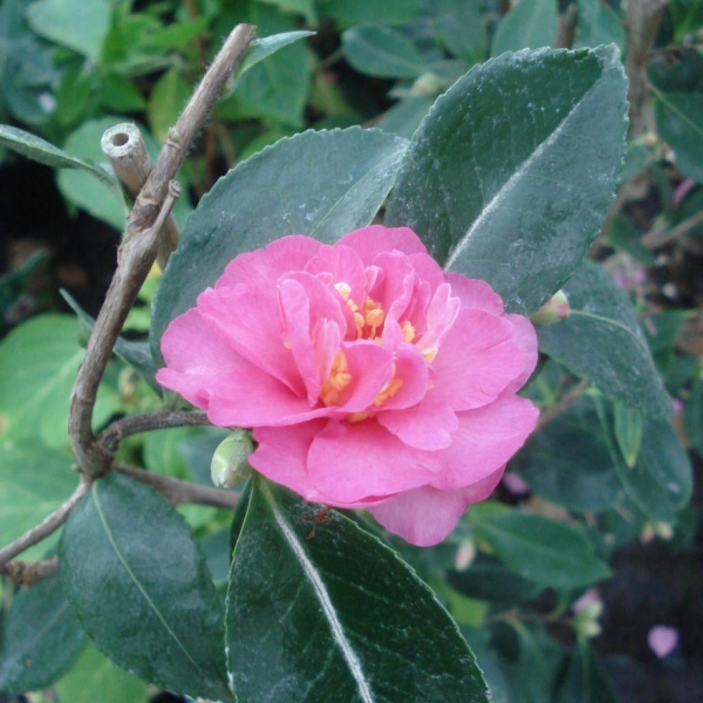 Camellia sasanqua Showa no Sakae