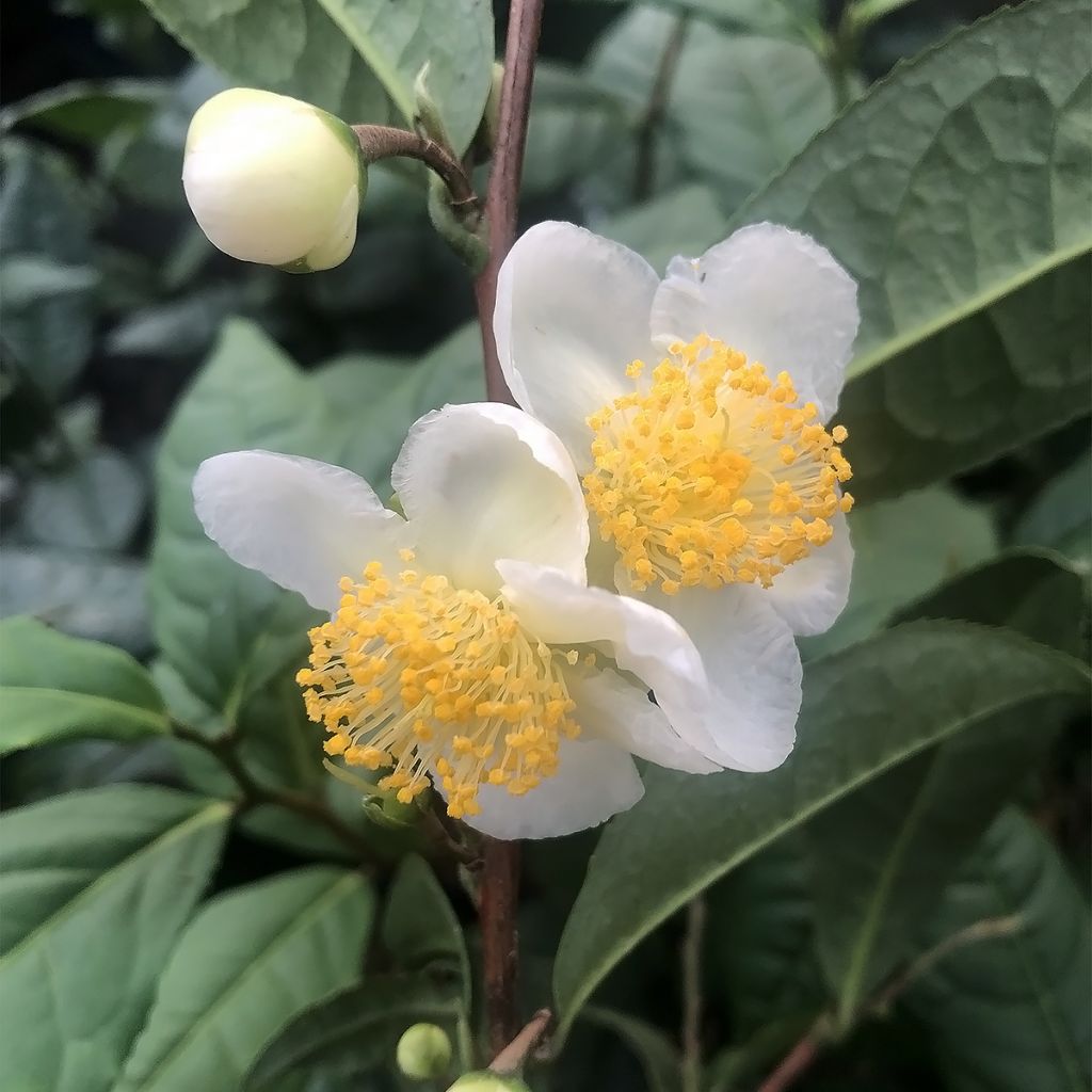 Camellia sinensis Théojardin - Pianta del tè