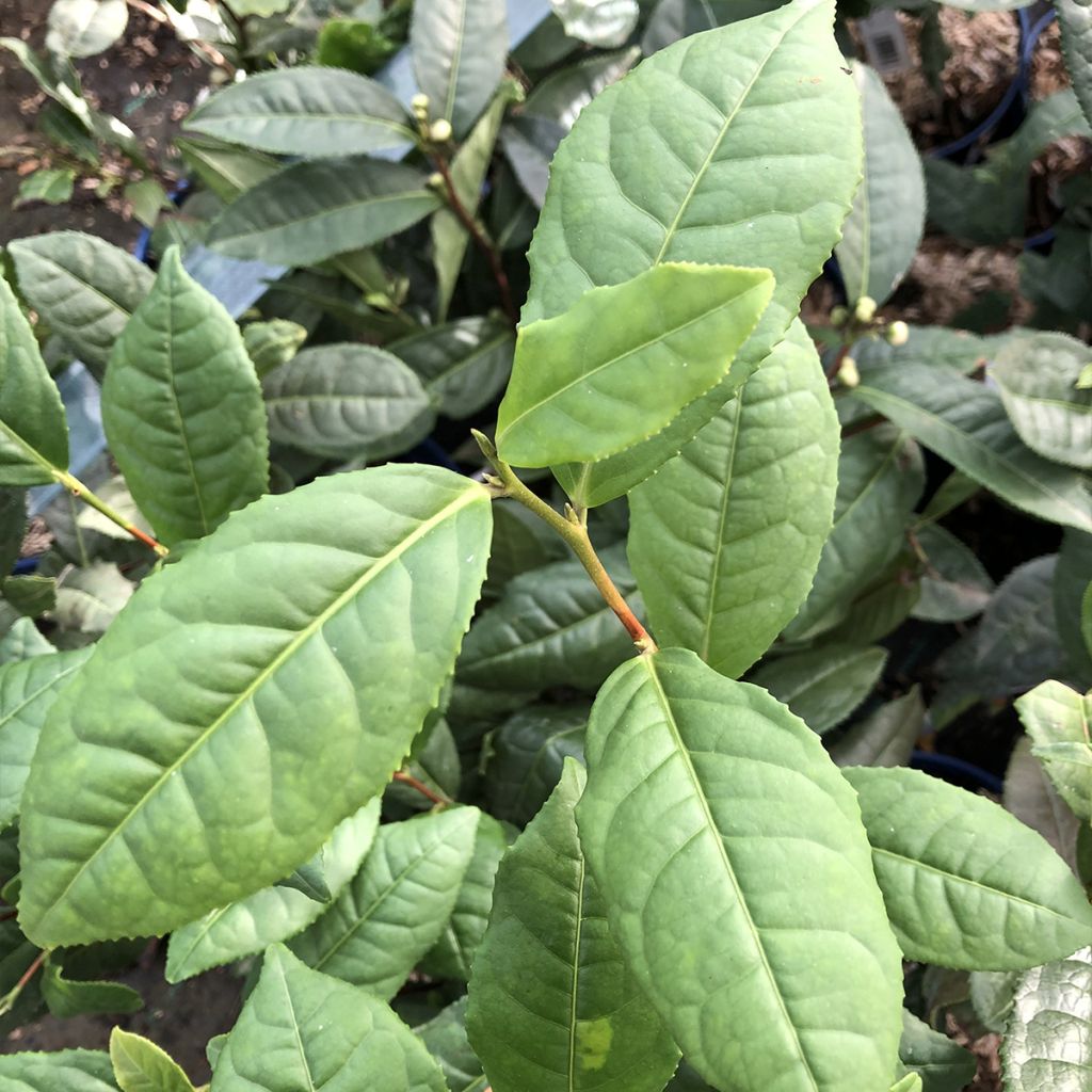 Camellia sinensis Théojardin - Pianta del tè