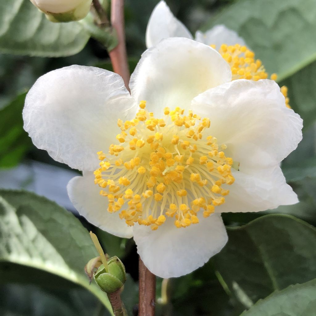 Camellia sinensis Théojardin - Pianta del tè