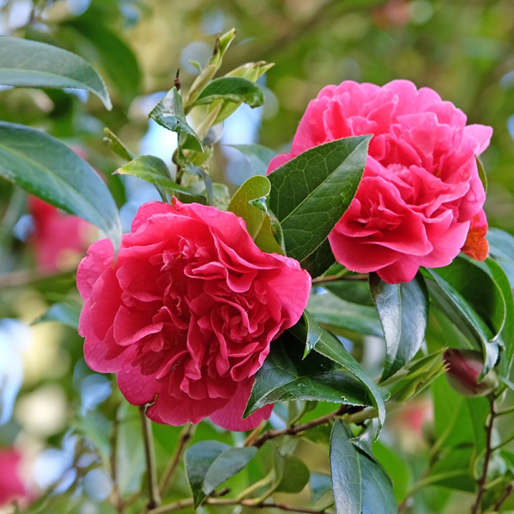 Camellia williamsii Anticipation