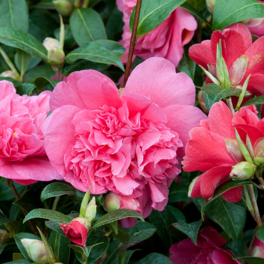 Camellia williamsii Anticipation