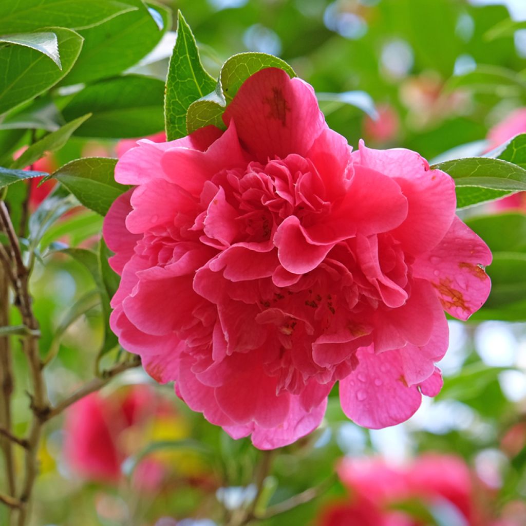 Camellia williamsii Anticipation