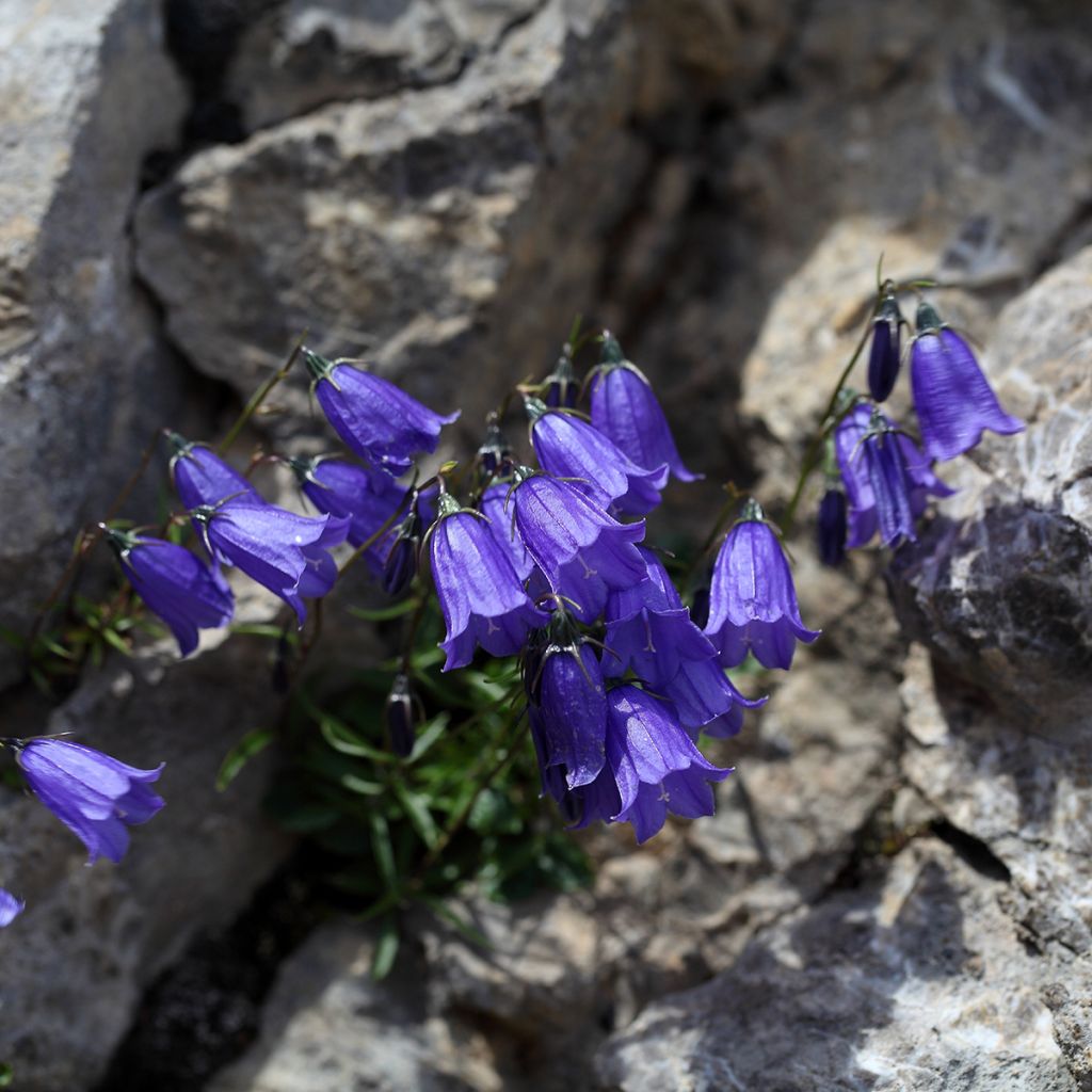 Campanula cochleariifolia - Campanula dei ghiaioni