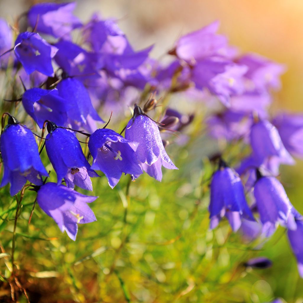 Campanula cochleariifolia - Campanula dei ghiaioni