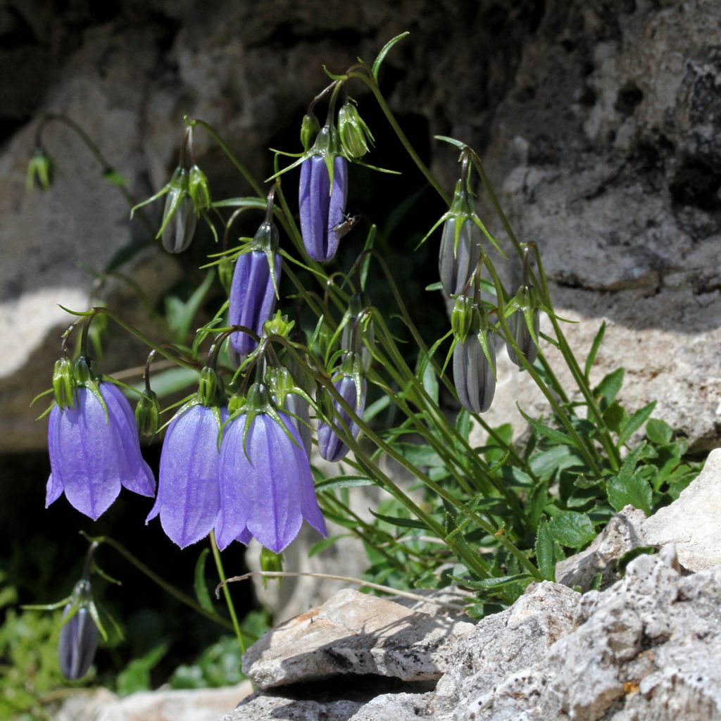 Campanula cochleariifolia - Campanula dei ghiaioni