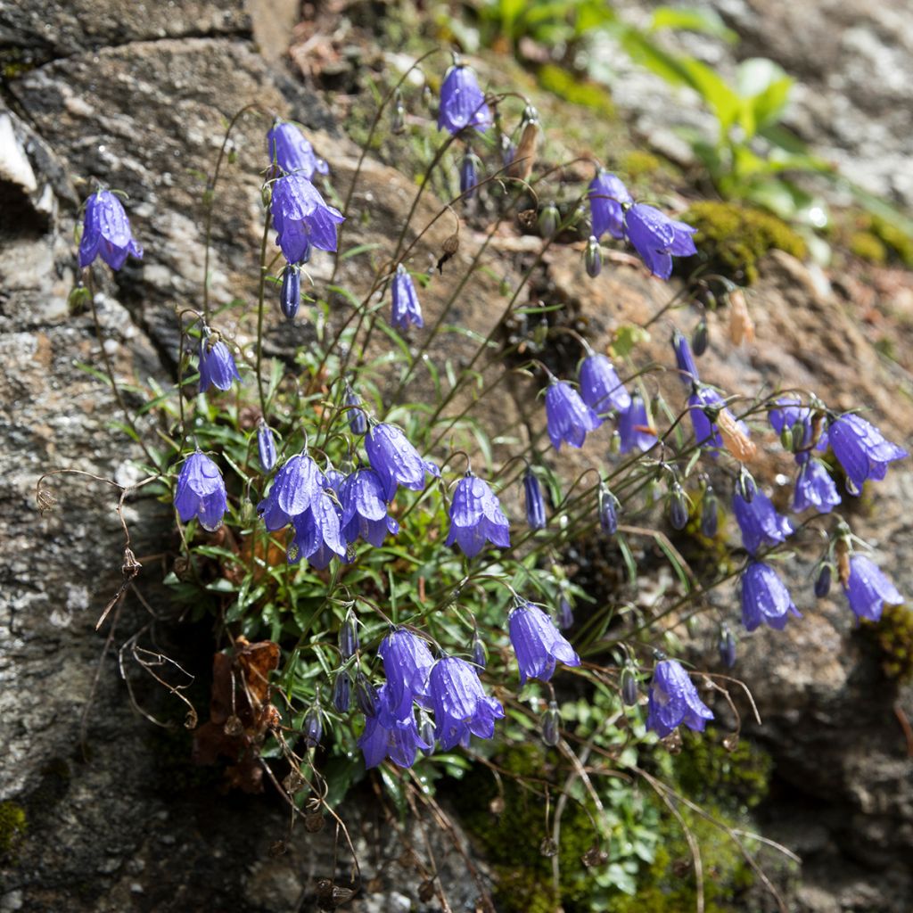 Campanula cochleariifolia - Campanula dei ghiaioni