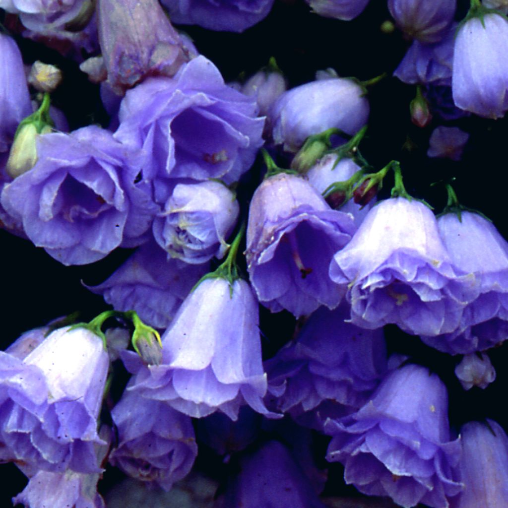 Campanula cochleariifolia Elizabeth Oliver - Campanule à feuilles de Cochléaire 