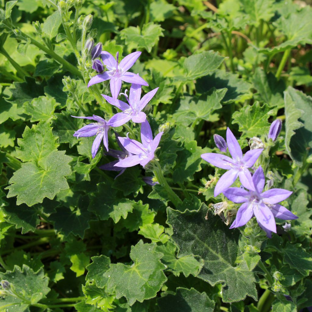 Campanula garganica - Campanula del Gargano