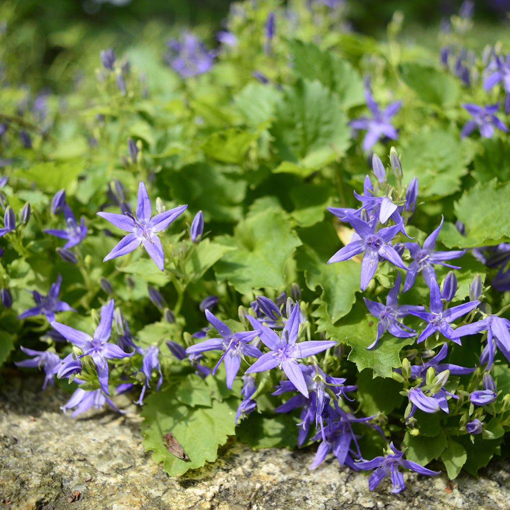 Campanula garganica - Campanula del Gargano