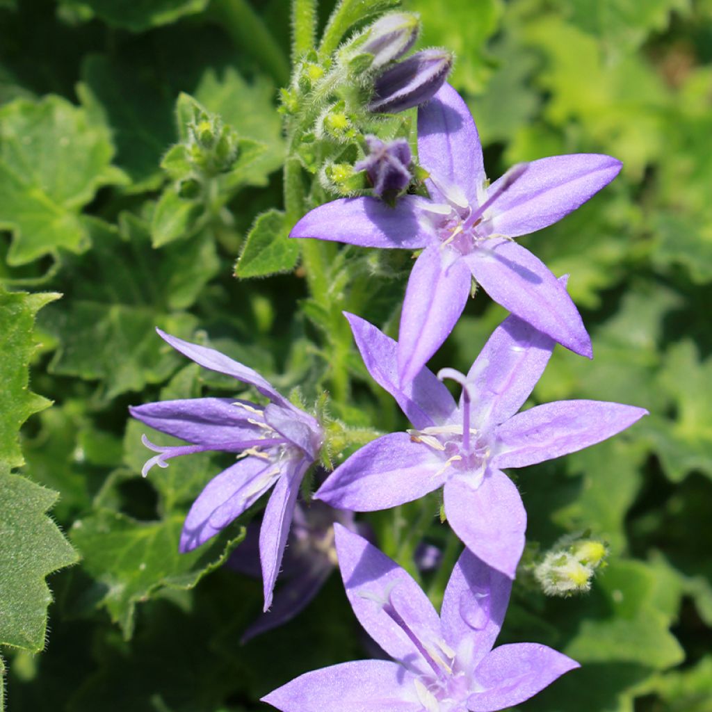 Campanula garganica - Campanula del Gargano