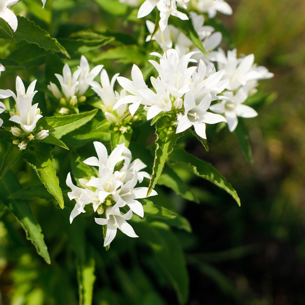 Campanula glomerata Alba - Campanula agglomerata