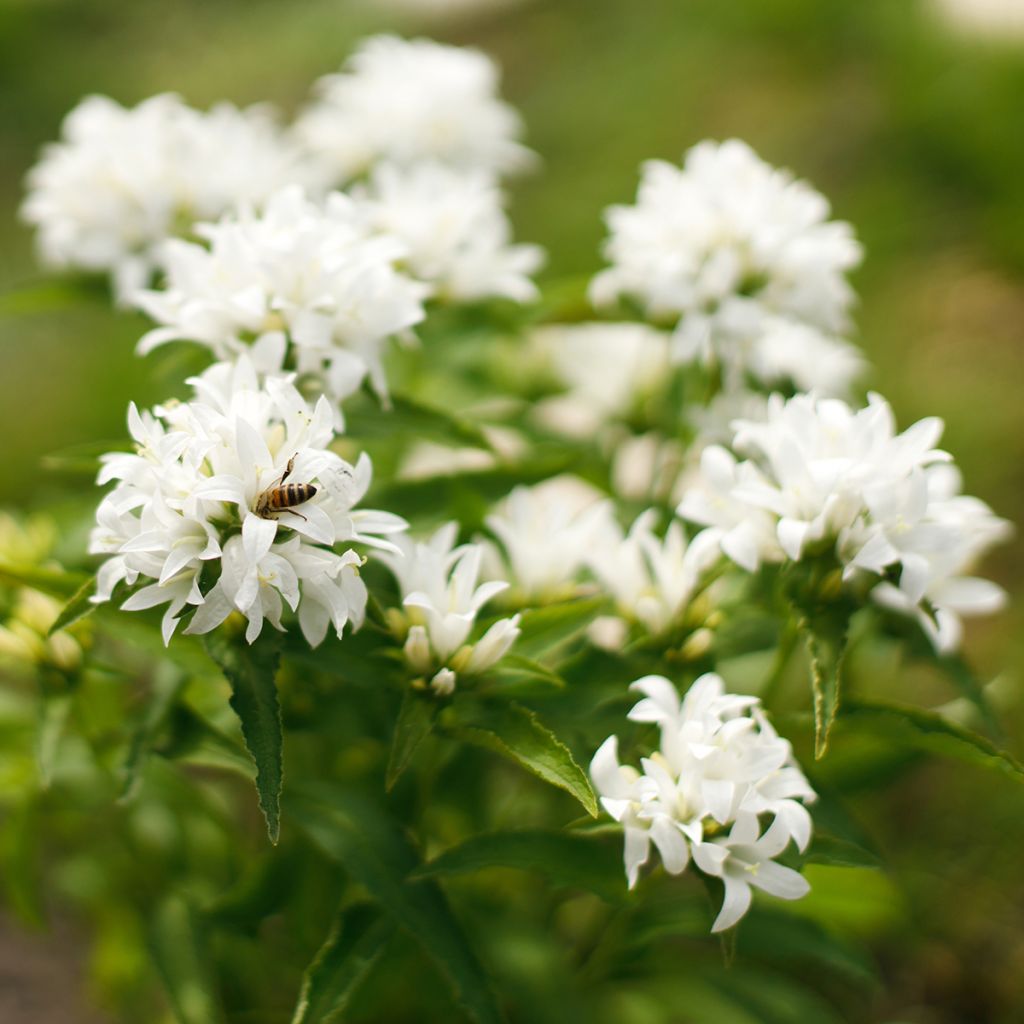 Campanula glomerata Alba - Campanula agglomerata