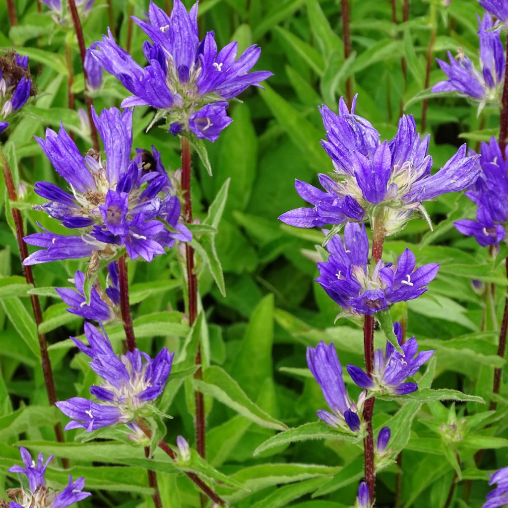 Campanula glomerata Genti Twisterbell