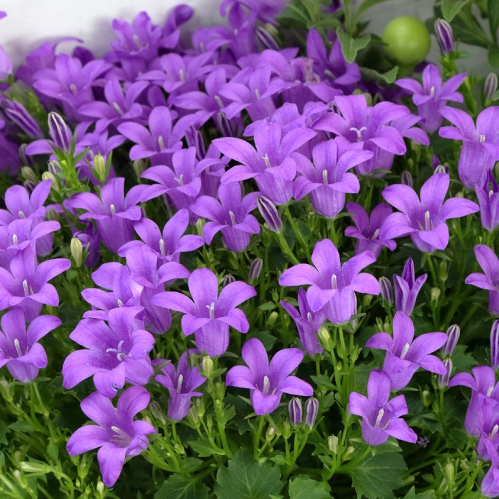 Campanula portenschlagiana Ambella Purple Planet - Campanule des Murets